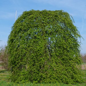 Hrab obyčajný (Carpinus betulus pendul)  ´PENDULA´  výška 200-250cm, kont. C130L